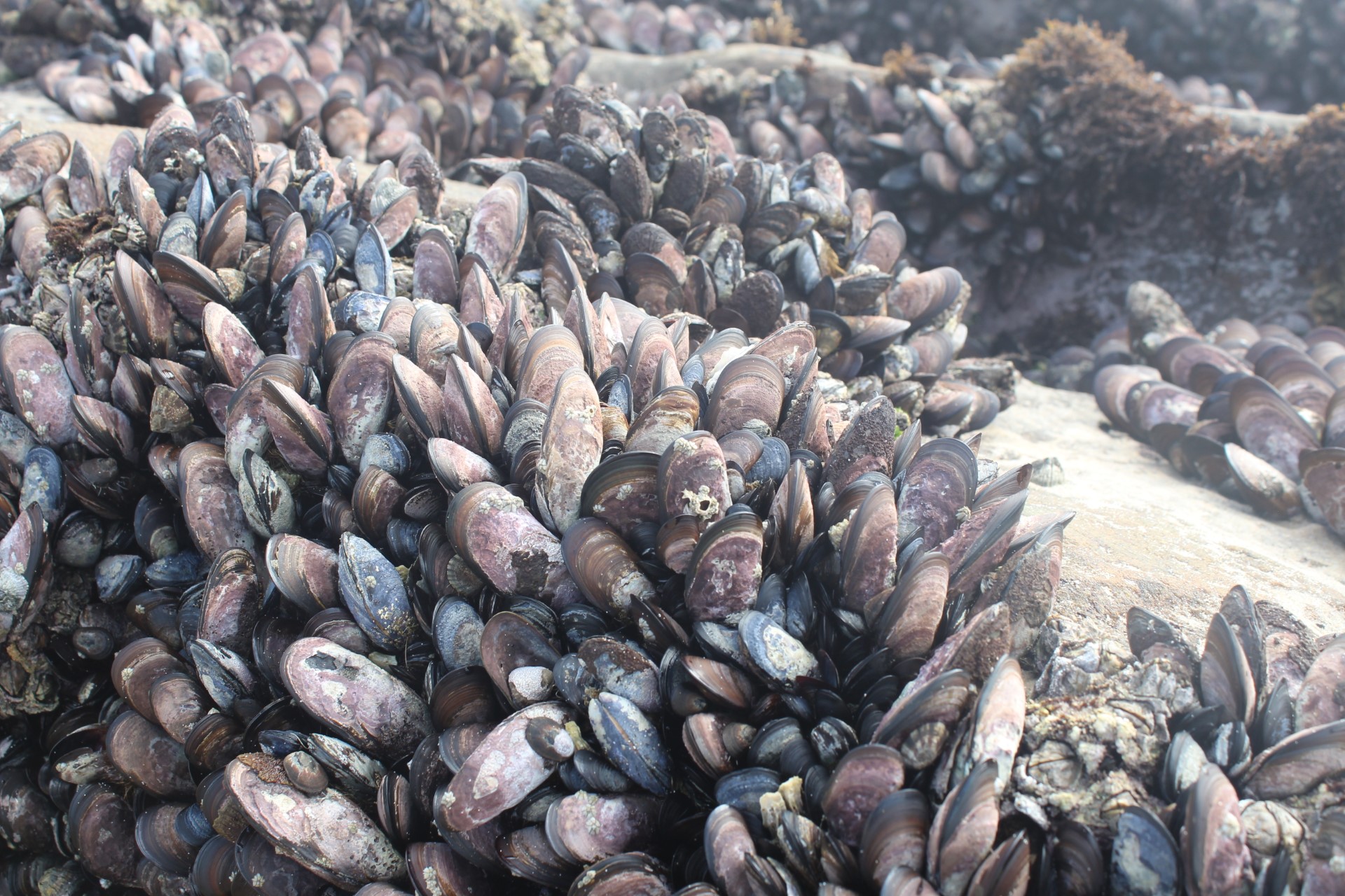 SAMOS Student Collaboration: Oyster Farm Visit
