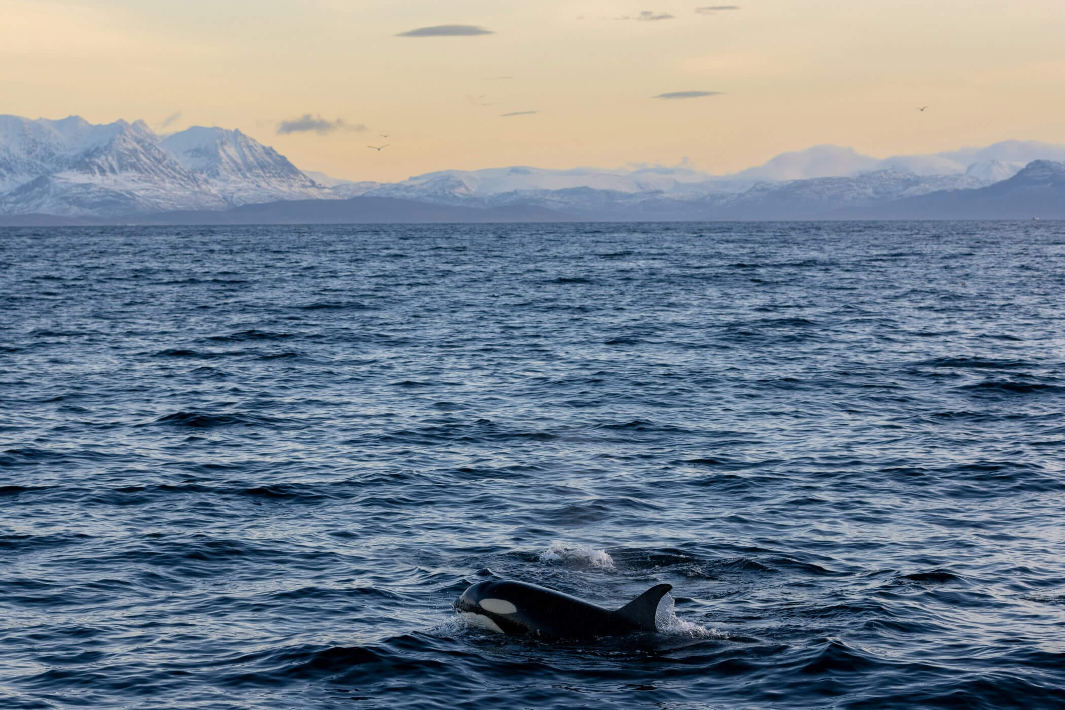 Teaching the Pelagic Ecosystem: Hands-On Learning for SAMOS StudentsDuring the…