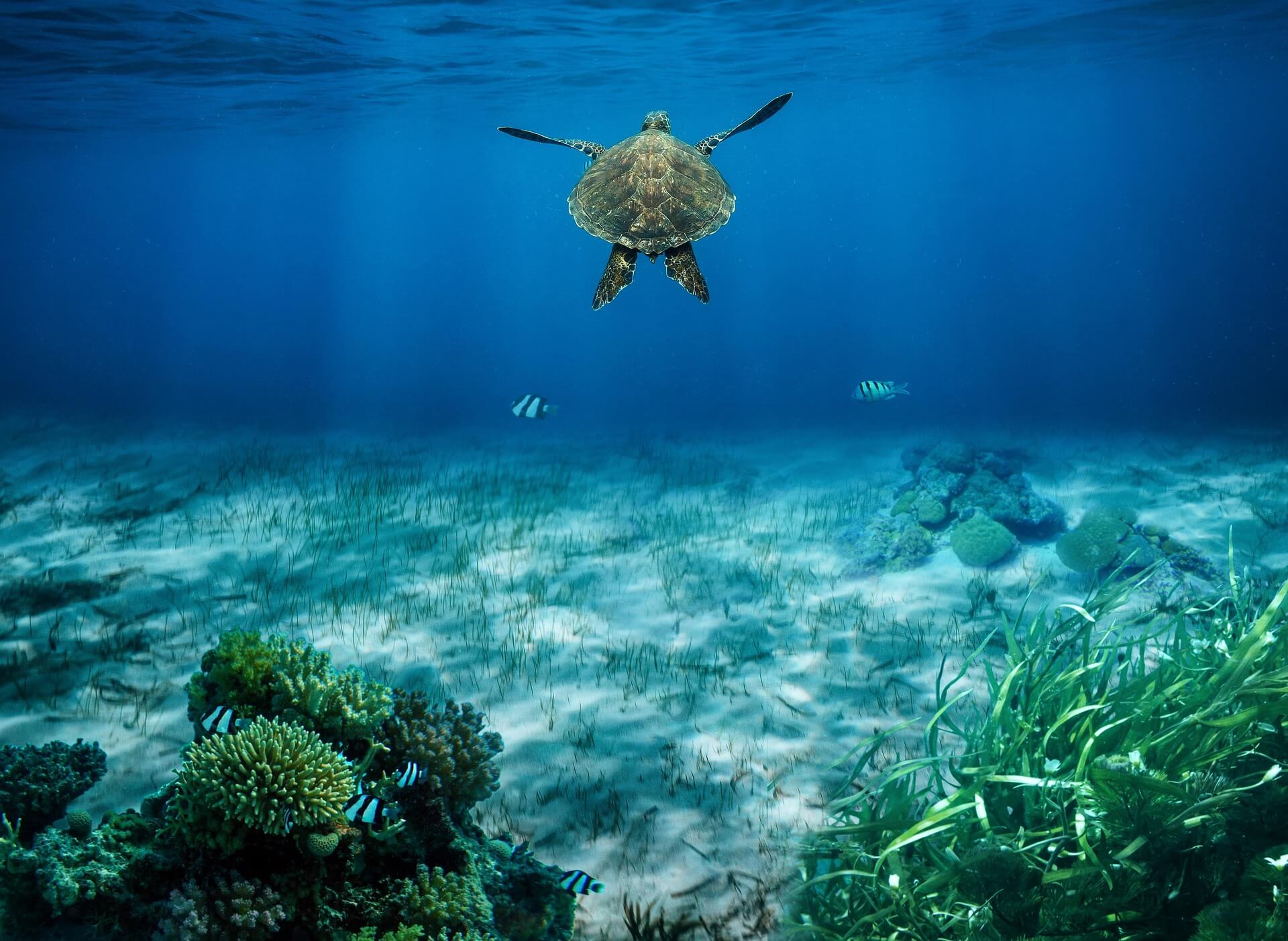 Are you a prospective student or professional seeking to specialise in Ocean Sci…