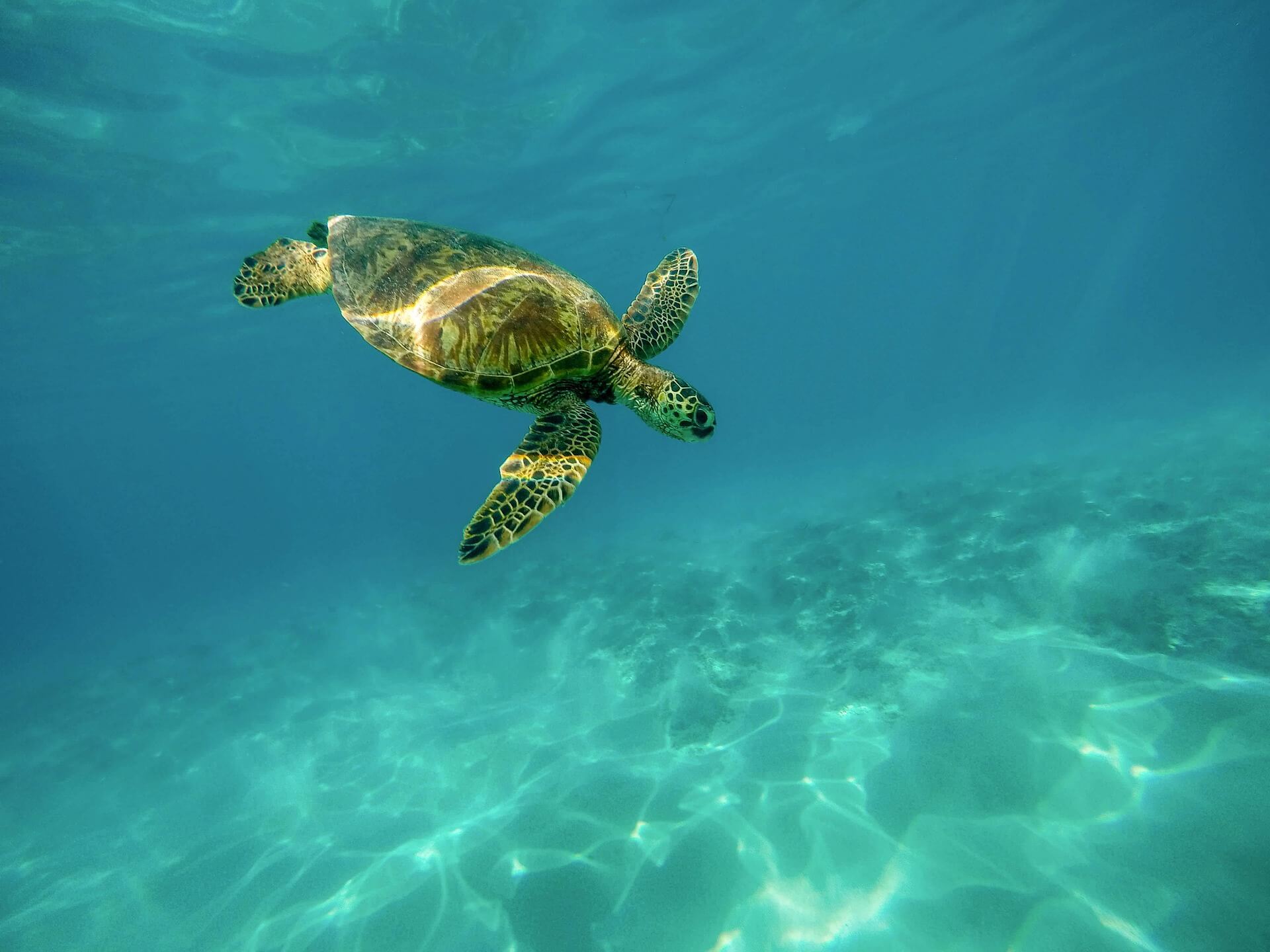 Dive into the world of ocean sciences! …